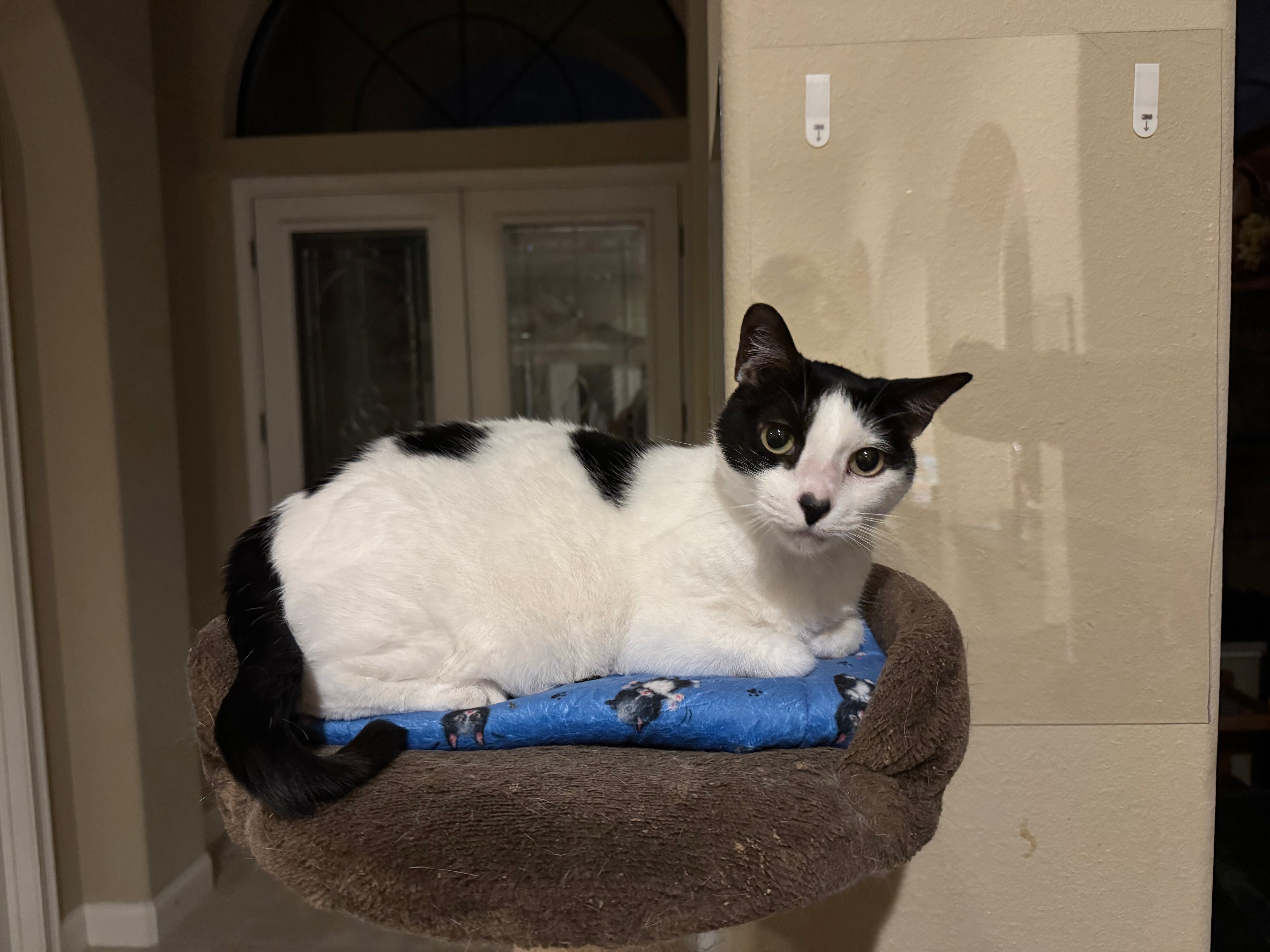 Cat Mats- Super Soft and Machine Washable!