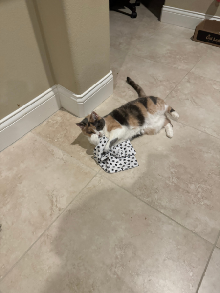 Refillable Catnip Mat Cats Can’t Get Enough Of