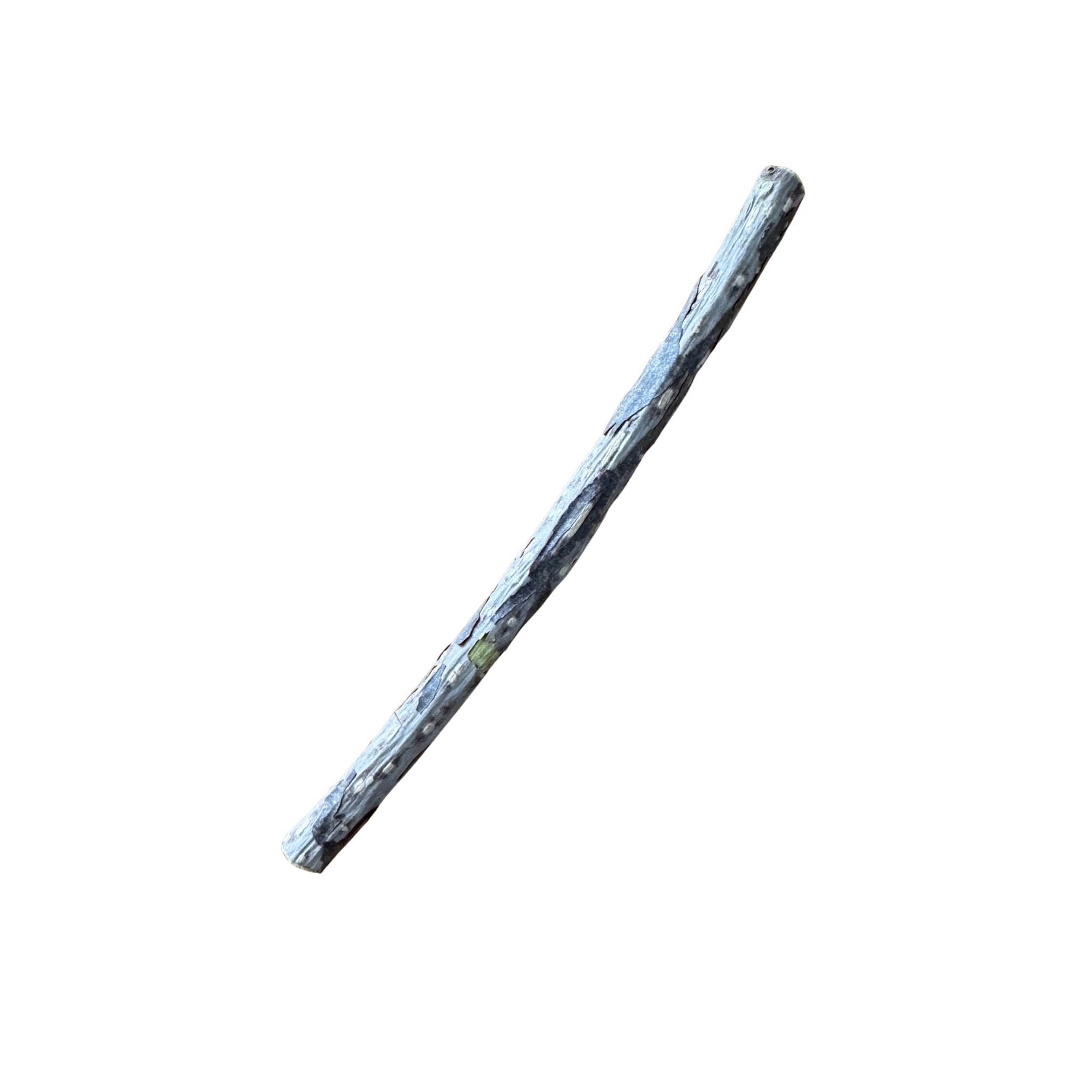 Silvervine Sticks Cats Go Crazy For (Great for Chewing)